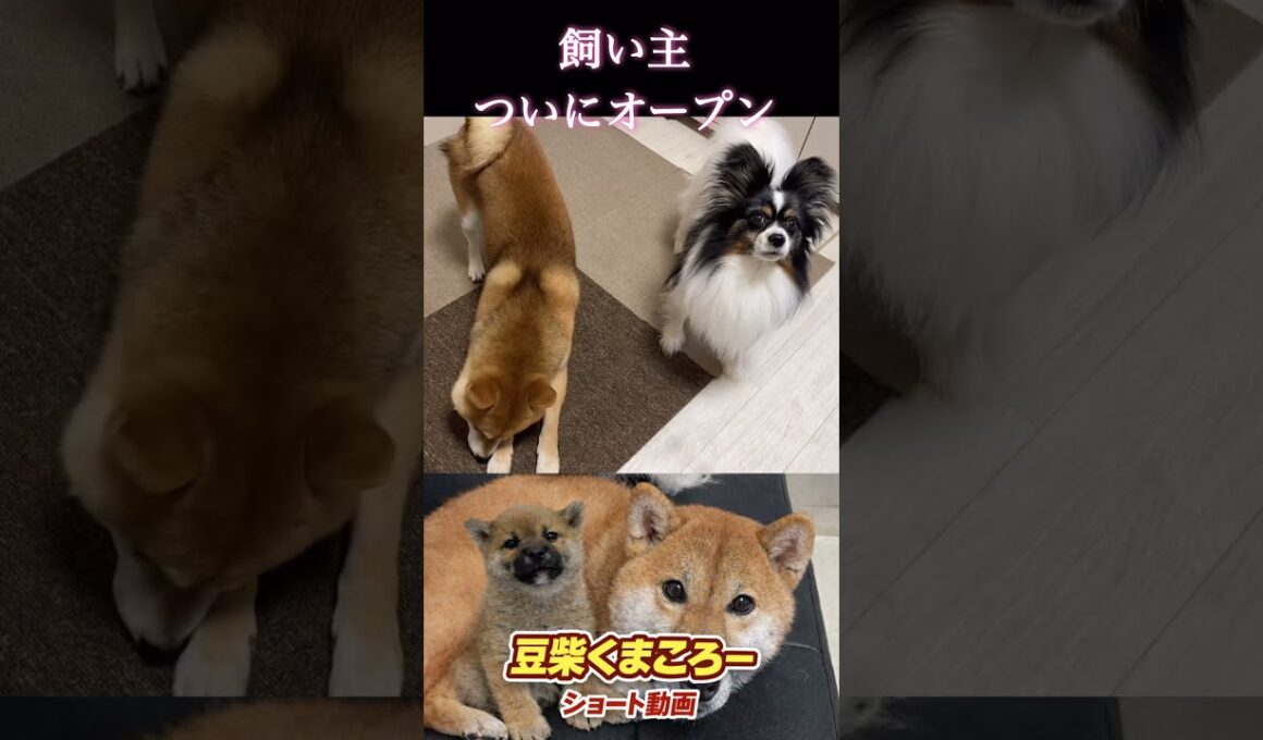 #柴犬 　#くまころー　#ポイポイポー君三世　#犬好きと繋がりたい