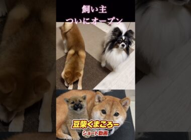 #柴犬 　#くまころー　#ポイポイポー君三世　#犬好きと繋がりたい