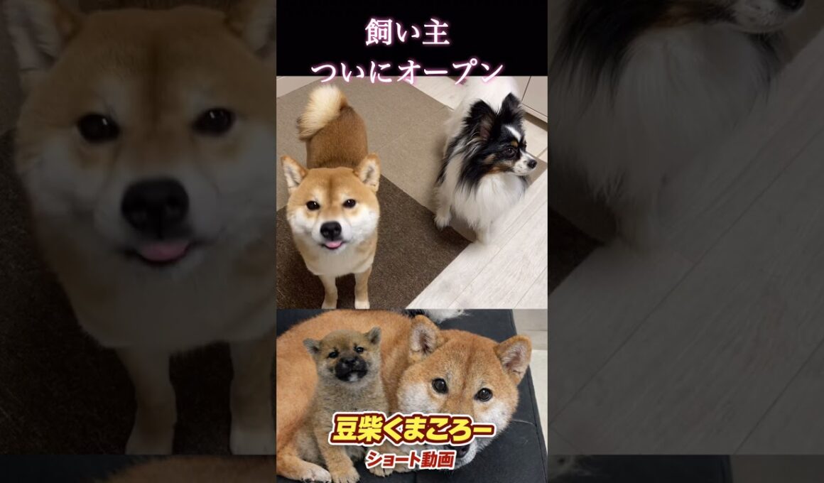 #柴犬 　#くまころー　#ポイポイポー君三世　#犬好きと繋がりたい