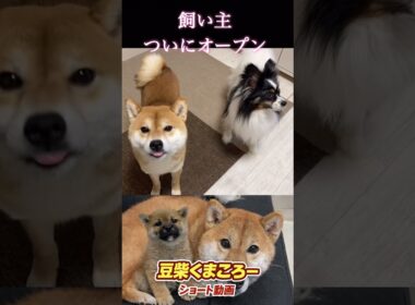#柴犬 　#くまころー　#ポイポイポー君三世　#犬好きと繋がりたい