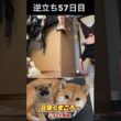 #飼い主逆立ち57日目#柴犬 　#くまころー　#ポイポイポー君三世　#犬好きと繋がりたい