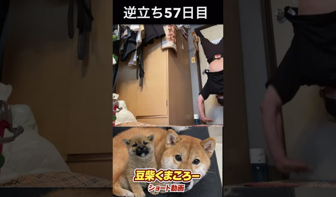 #飼い主逆立ち57日目#柴犬 　#くまころー　#ポイポイポー君三世　#犬好きと繋がりたい