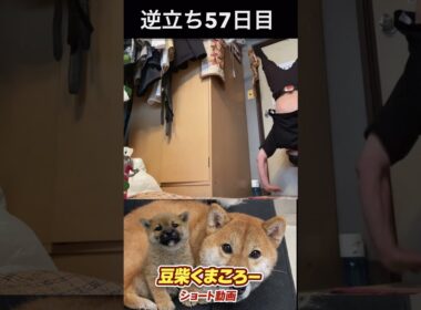 #飼い主逆立ち57日目#柴犬 　#くまころー　#ポイポイポー君三世　#犬好きと繋がりたい
