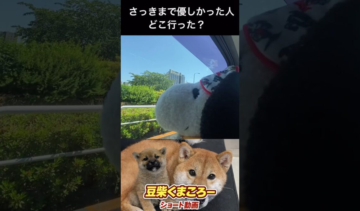こ・こわい　#柴犬 　#くまころー　#ポイポイポー君三世　#犬好きと繋がりたい