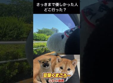こ・こわい　#柴犬 　#くまころー　#ポイポイポー君三世　#犬好きと繋がりたい