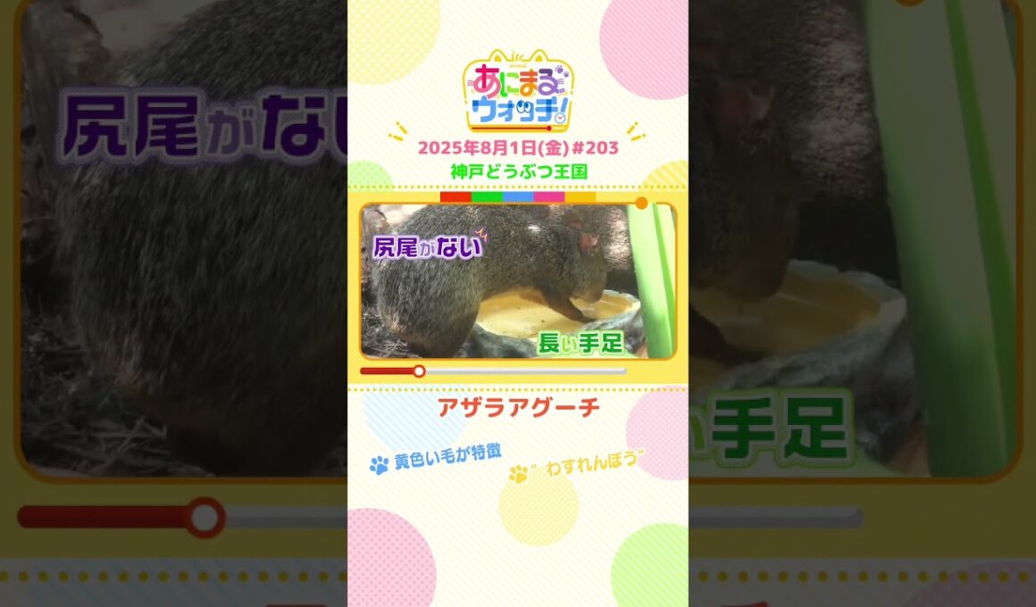 黄色い毛が特徴！「アザラアグーチ」　兵庫「神戸どうぶつ王国」　#shorts #読売テレビニュース #すまたん ＃あにまるウォッチ #動物