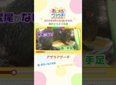 黄色い毛が特徴！「アザラアグーチ」　兵庫「神戸どうぶつ王国」　#shorts #読売テレビニュース #すまたん ＃あにまるウォッチ #動物