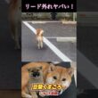 【孤独の56歳】リード外れは勘弁してください。