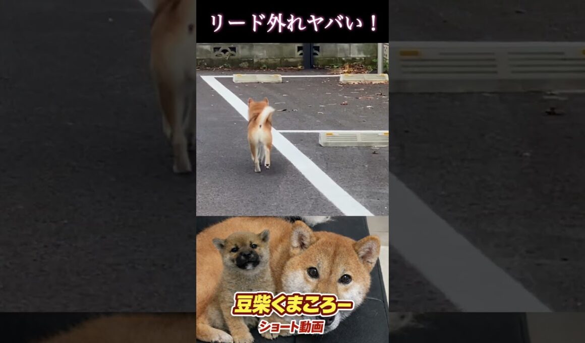 【孤独の56歳】リード外れは勘弁してください。