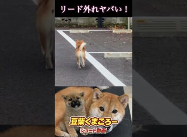 【孤独の56歳】リード外れは勘弁してください。