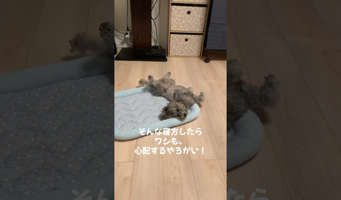 トイプードル#寝相 #元気 #可愛い #平和 #散歩 #海を散歩 #おもしろ