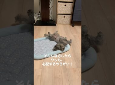 トイプードル#寝相 #元気 #可愛い #平和 #散歩 #海を散歩 #おもしろ
