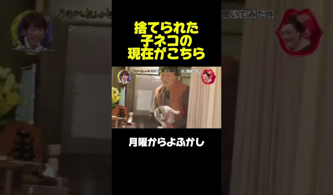 捨て猫の現在、　#月曜から夜ふかし #マツコ