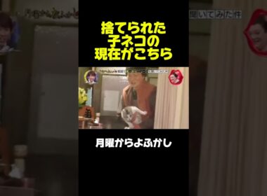 捨て猫の現在、　#月曜から夜ふかし #マツコ