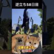 #くまころー 飼い主　逆立ち56日目