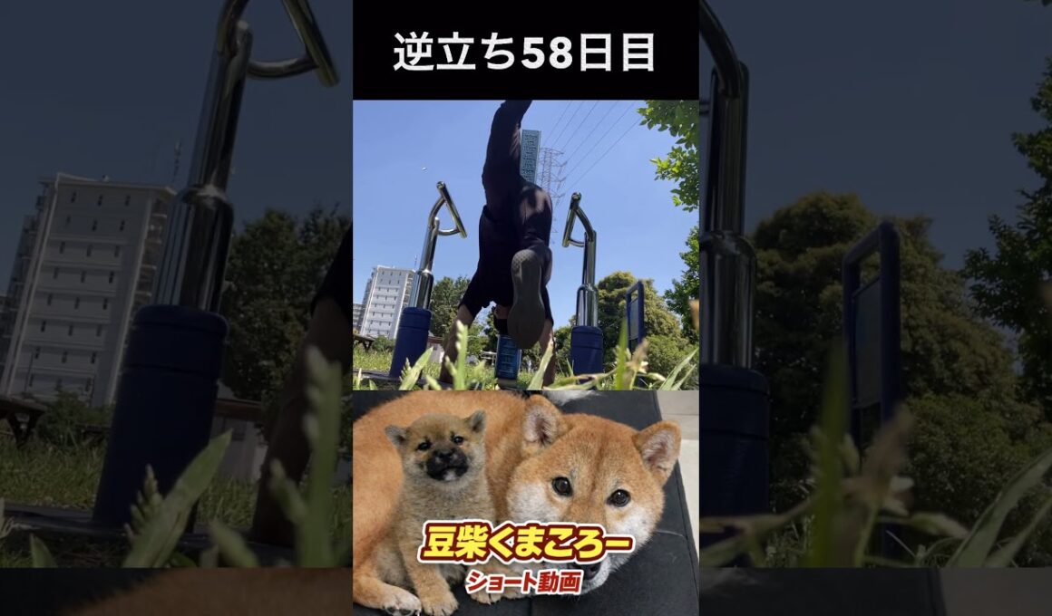 #くまころー 飼い主　逆立ち56日目