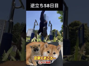 #くまころー 飼い主　逆立ち56日目