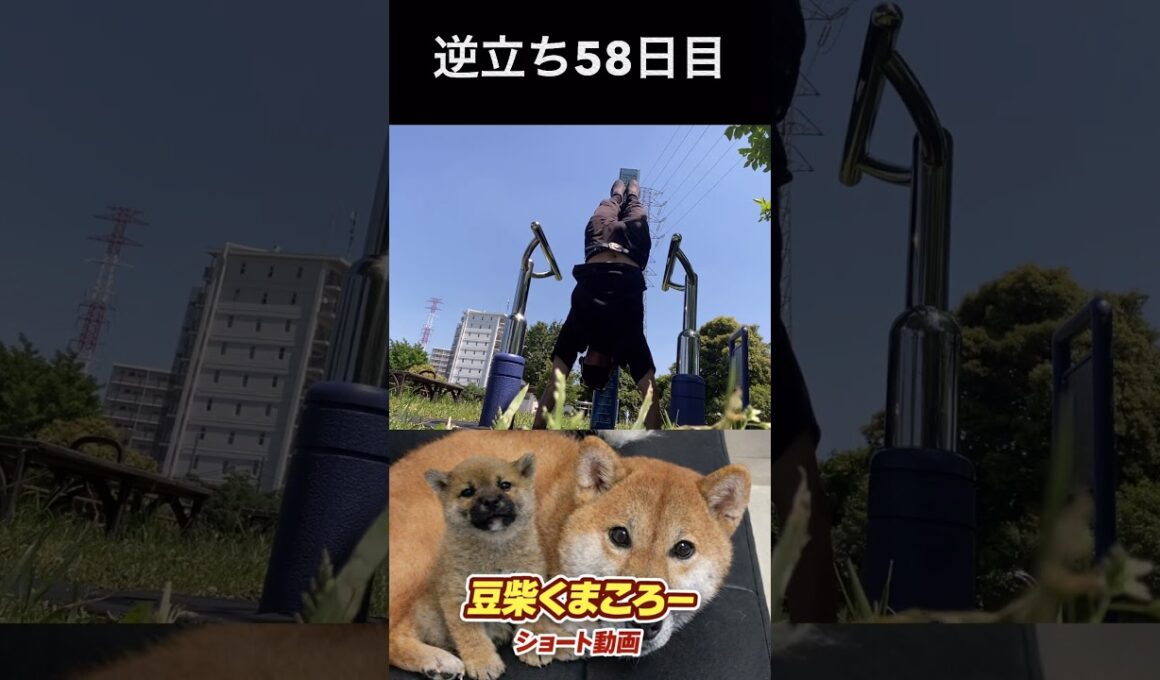 飼い主逆立ち58日目#柴犬 　#くまころー　#ポイポイポー君三世　#犬好きと繋がりたい
