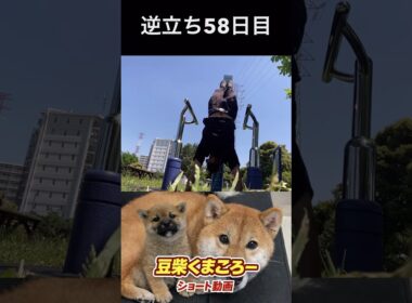 飼い主逆立ち58日目#柴犬 　#くまころー　#ポイポイポー君三世　#犬好きと繋がりたい