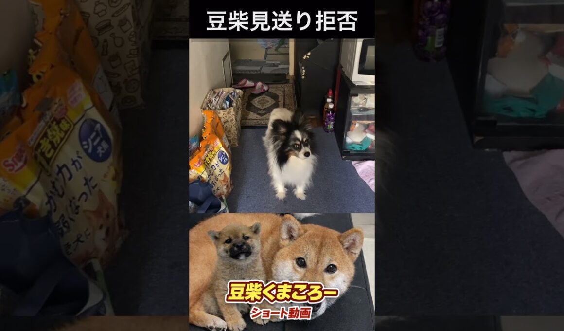 #見送り拒否#柴犬 　#くまころー　#ポイポイポー君三世　#犬好きと繋がりたい