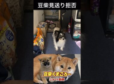 #見送り拒否#柴犬 　#くまころー　#ポイポイポー君三世　#犬好きと繋がりたい