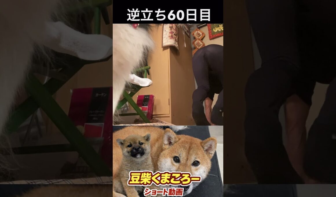 #豆柴飼い主 #逆立ち60日目#柴犬 　#くまころー　#ポイポイポー君三世　#犬好きと繋がりたい