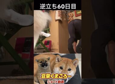 #豆柴飼い主 #逆立ち60日目#柴犬 　#くまころー　#ポイポイポー君三世　#犬好きと繋がりたい