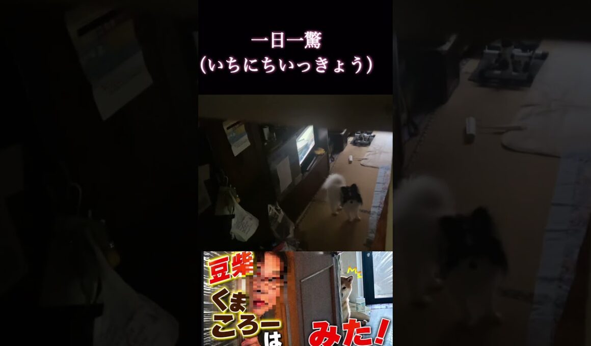 #くまころー飼い主#柴犬 　#くまころー　#ポイポイポー君三世　#犬好きと繋がりたい