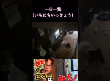 #くまころー飼い主#柴犬 　#くまころー　#ポイポイポー君三世　#犬好きと繋がりたい