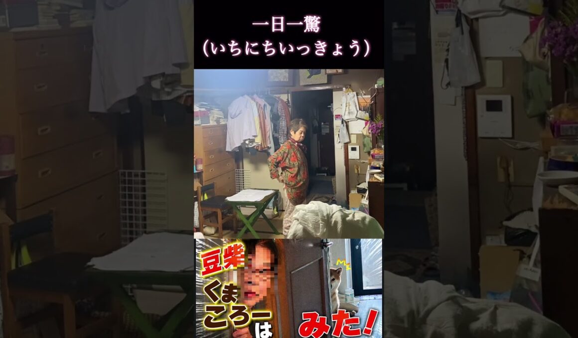 #くまころー飼い主#柴犬 　#くまころー　#ポイポイポー君三世　#犬好きと繋がりたい