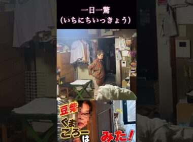 #くまころー飼い主#柴犬 　#くまころー　#ポイポイポー君三世　#犬好きと繋がりたい