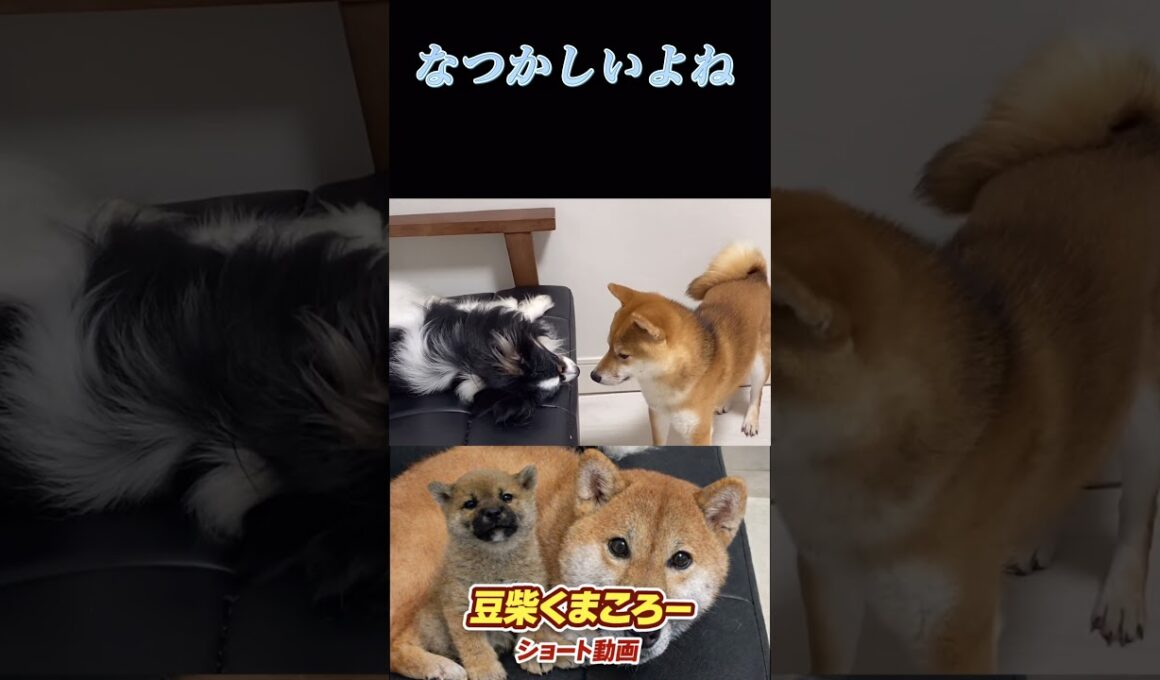 #柴犬 　#くまころー　#ポイポイポー君三世　#犬好きと繋がりたい