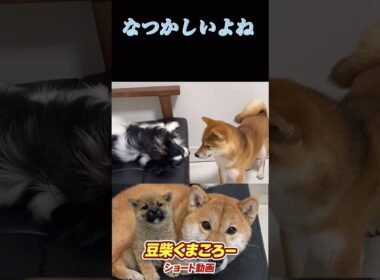 #柴犬 　#くまころー　#ポイポイポー君三世　#犬好きと繋がりたい