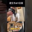 #飼い主逆立ち61日目#柴犬 　#くまころー　#ポイポイポー君三世　#犬好きと繋がりたい