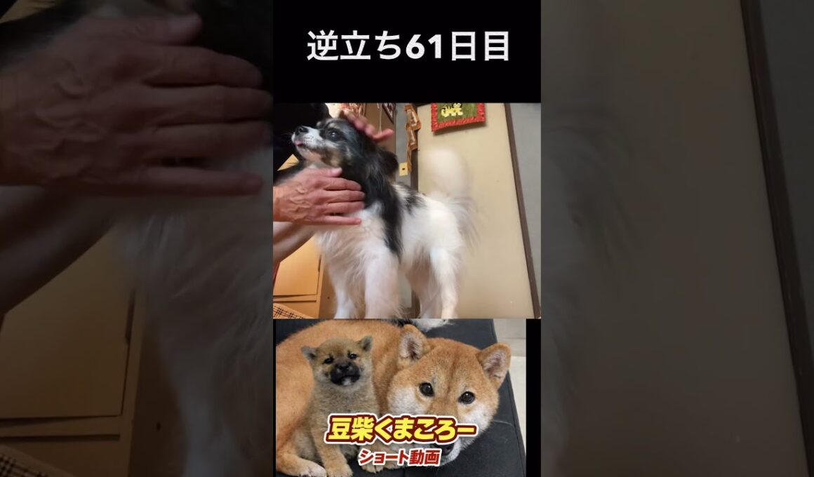 #飼い主逆立ち61日目#柴犬 　#くまころー　#ポイポイポー君三世　#犬好きと繋がりたい