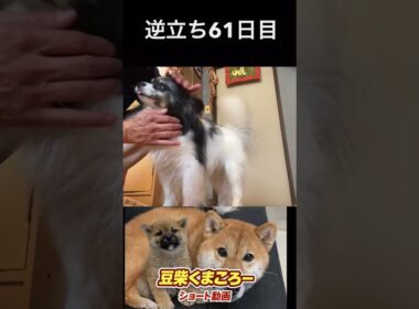 #飼い主逆立ち61日目#柴犬 　#くまころー　#ポイポイポー君三世　#犬好きと繋がりたい