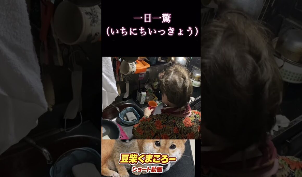 #柴犬 　#くまころー　#ポイポイポー君三世　#犬好きと繋がりたい