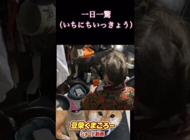#柴犬 　#くまころー　#ポイポイポー君三世　#犬好きと繋がりたい