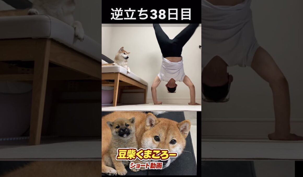 逆立ち38日目　#柴犬 　#くまころー　#ポイポイポー君三世　#犬好きと繋がりたい