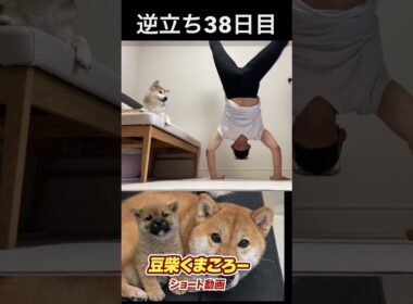 逆立ち38日目　#柴犬 　#くまころー　#ポイポイポー君三世　#犬好きと繋がりたい