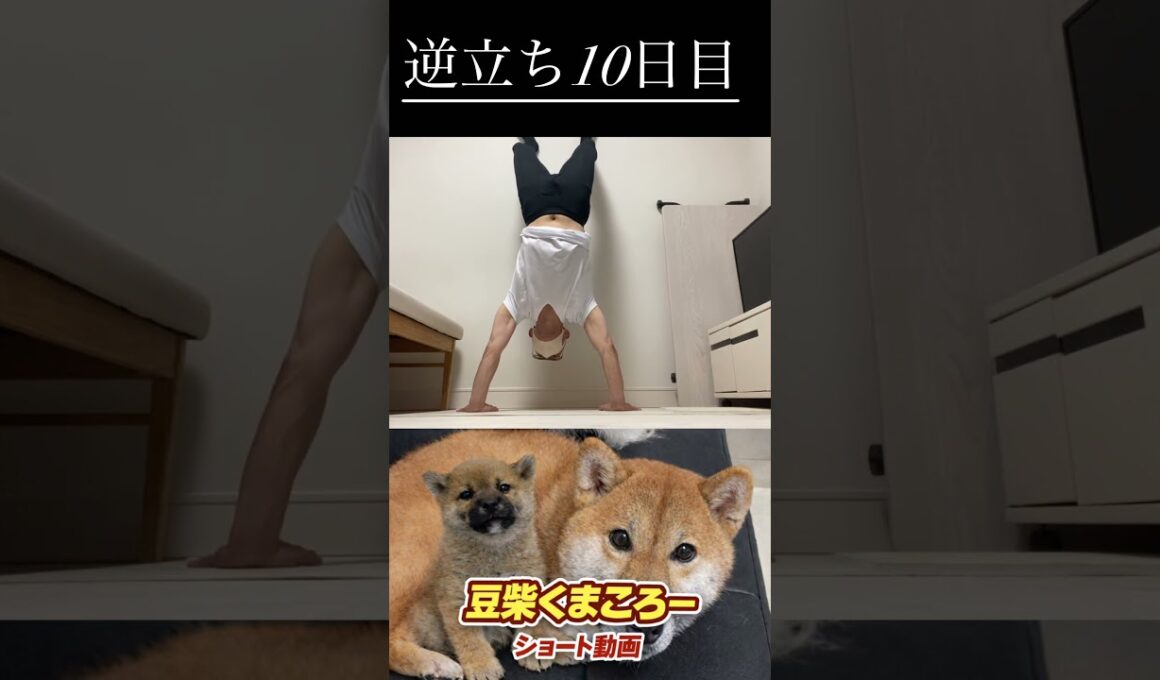 #柴犬 　#くまころー　#ポイポイポー君三世　#犬好きと繋がりたい