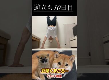 #柴犬 　#くまころー　#ポイポイポー君三世　#犬好きと繋がりたい