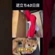 #s豆柴飼い主逆立ち62日目#柴犬 　#くまころー　#ポイポイポー君三世　#犬好きと繋がりたい