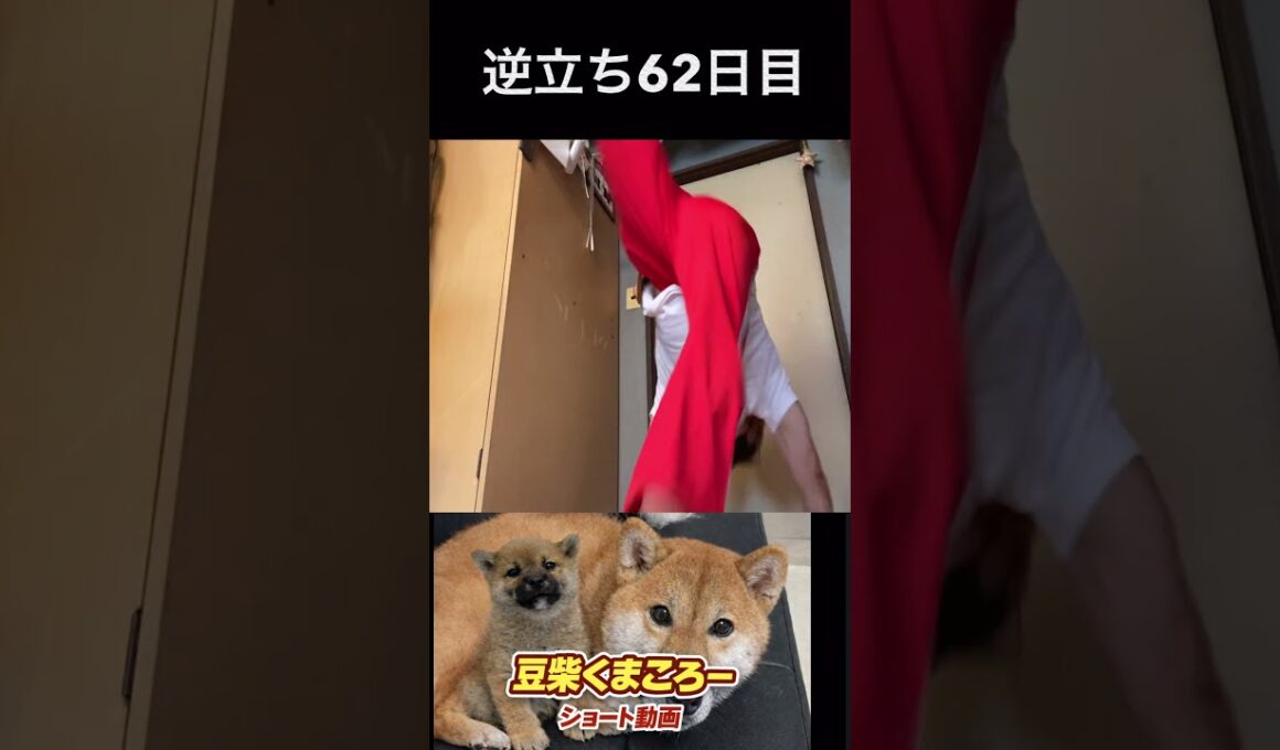 #s豆柴飼い主逆立ち62日目#柴犬 　#くまころー　#ポイポイポー君三世　#犬好きと繋がりたい