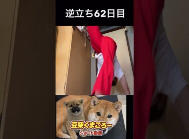 #s豆柴飼い主逆立ち62日目#柴犬 　#くまころー　#ポイポイポー君三世　#犬好きと繋がりたい