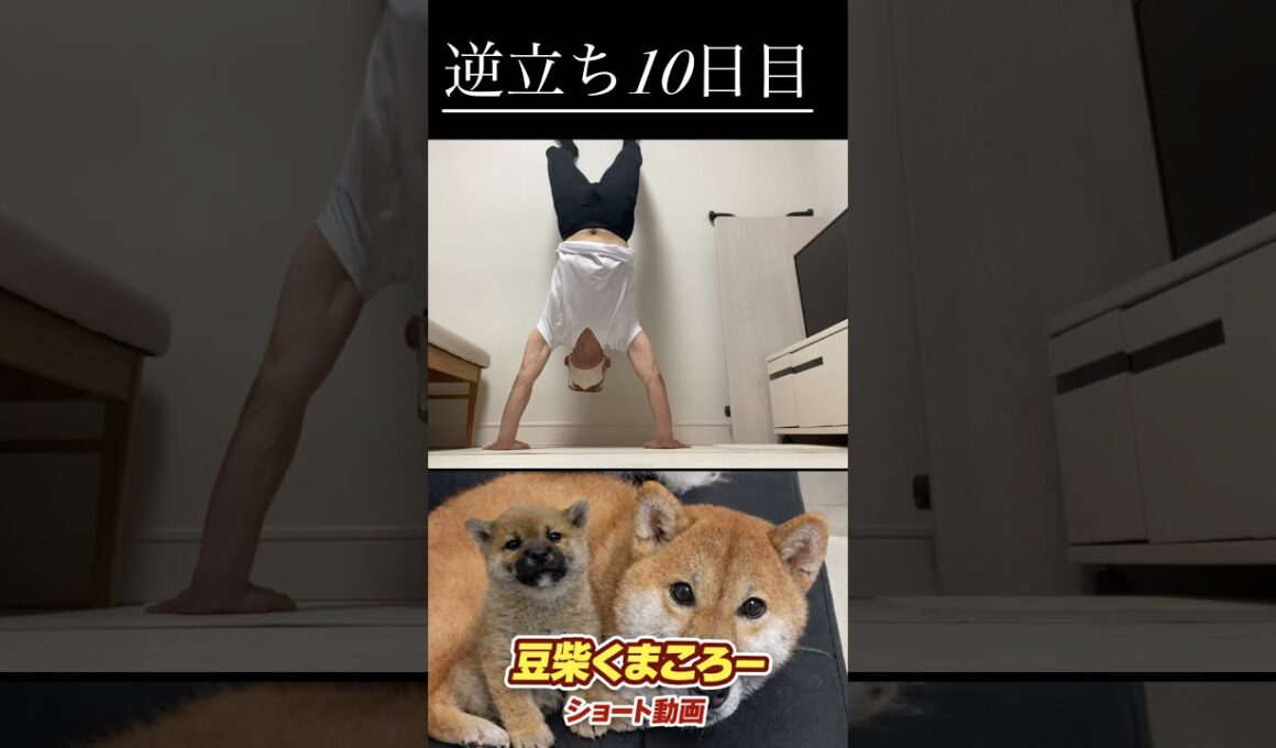 #柴犬 　#くまころー　#ポイポイポー君三世　#犬好きと繋がりたい