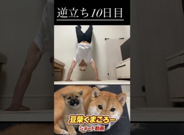 #柴犬 　#くまころー　#ポイポイポー君三世　#犬好きと繋がりたい