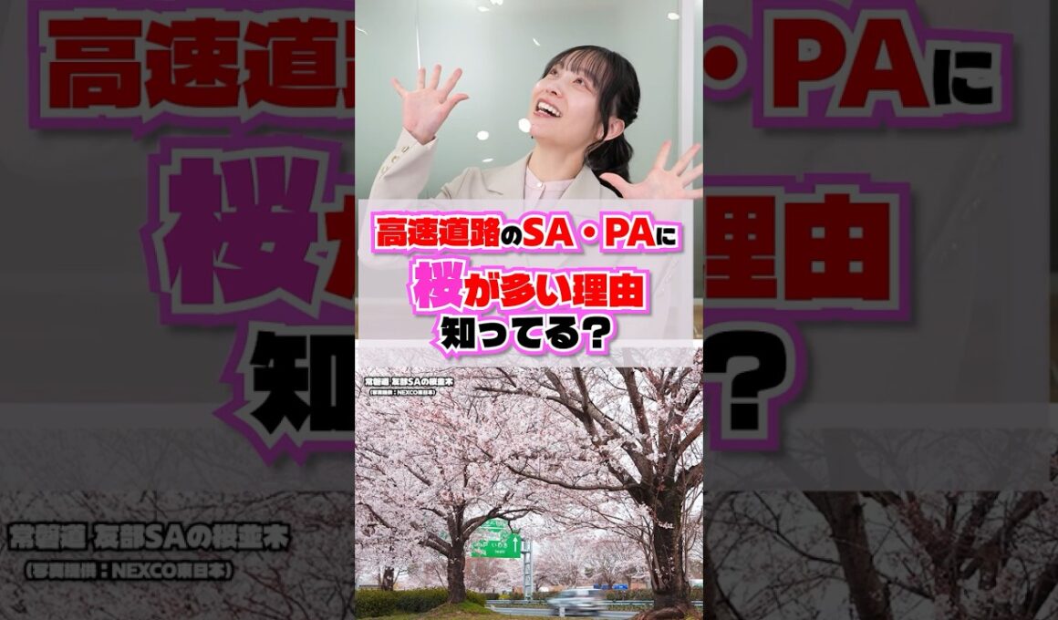 【1分解説】なぜ？SA・PAに「桜」が多い理由  #お花見 #満開 #ドライブ #雑学