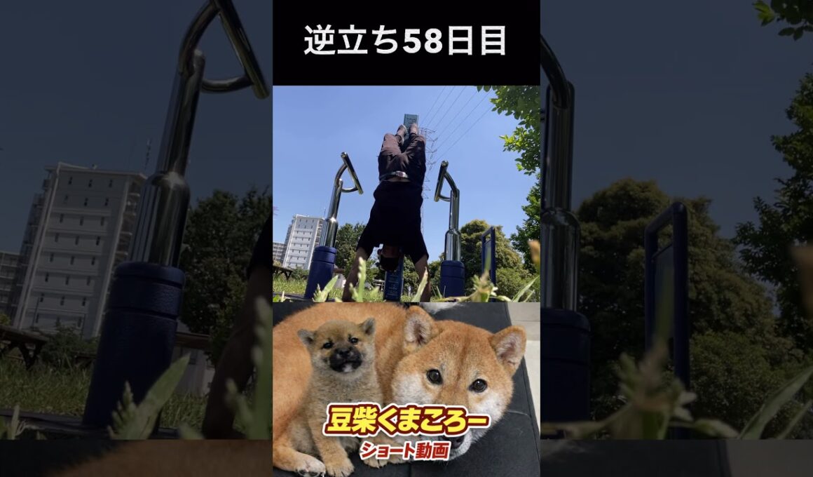 #くまころー飼い主#柴犬 　#くまころー　#ポイポイポー君三世　#犬好きと繋がりたい