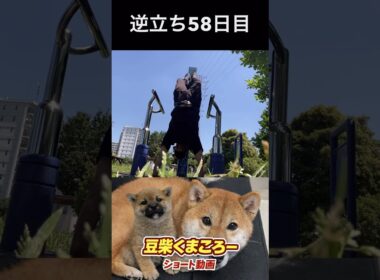 #くまころー飼い主#柴犬 　#くまころー　#ポイポイポー君三世　#犬好きと繋がりたい